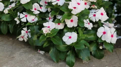 White small flowers Stock Footage 8923324