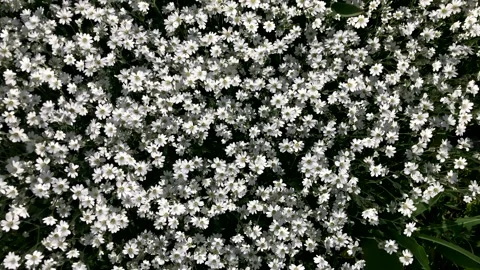 White small flowers in the meadow, background Stock Footage 312210331