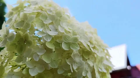 White small hydrangea flowers close up Stock Footage 252279046