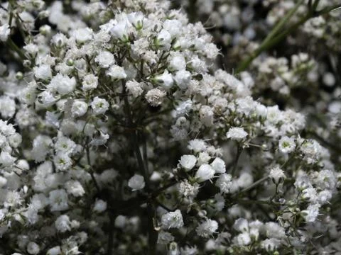 White small inflorescences. Stock Photos