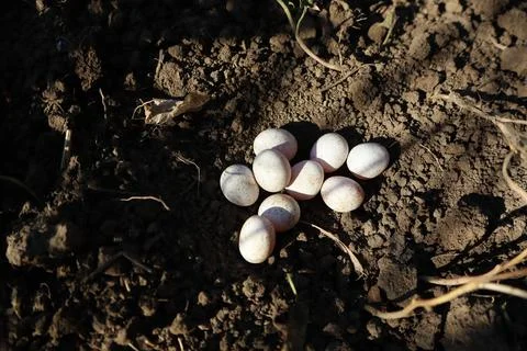 White small lizard eggs lying on the ground early in the morning Stock Photos