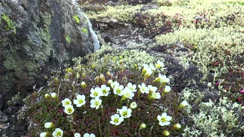 White small northern flowers Stock Footage 317183765