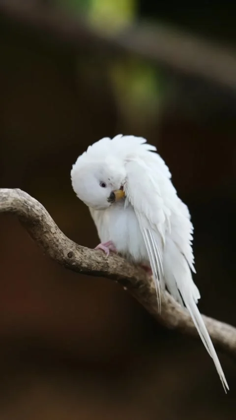 White Small Parrot On A Tree Branch 스톡 동영상 311105972
