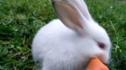 White small rabbit eating a carrot Stock Footage 65239130