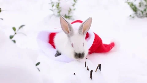 White small rabbit goes away from red Santa Claus hat. Christmas holidays. 4K. Stock-Footage 226984499