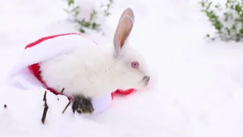 White small rabbit goes away from red Santa Claus hat and sniff around. 4K. Stock Footage 227322150