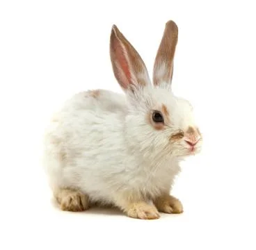 White small rabbit Stock Photos