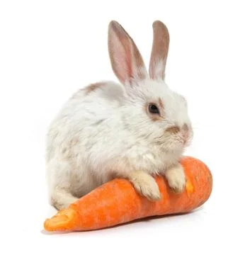 White small rabbit Stock Photos