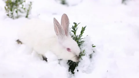 White small rabbit walking and searching green fresh leaves under the snow. 4K. Stock Footage 226979258