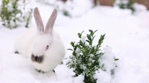 White small rabbit walking between green bushes under the snow. 4K. Stock Footage 226981655