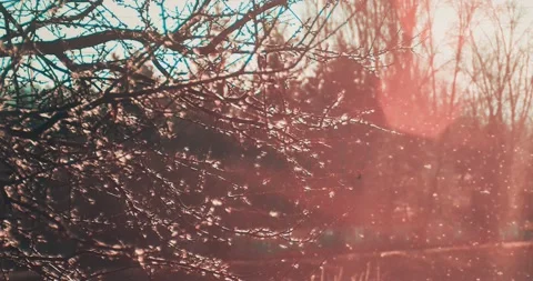 White small reed petals blown away by the wind Stock Footage 166111945