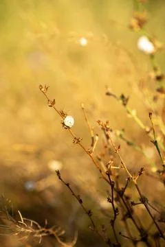 White small snail on grass in field. snail in summer on meadow. Stock Photos