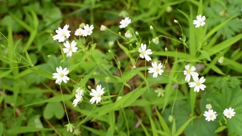 White small spring flowers in the forest in a forest clearing Stock Footage 89774954