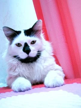 White smart cat Foto stock