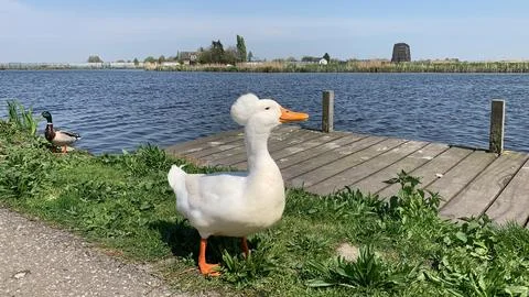 White smiling duck at river Stock Photos