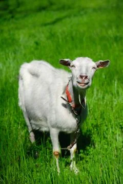 White smiling goat 스톡 사진