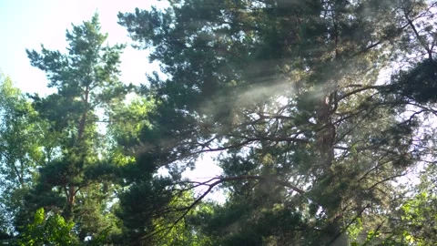 White smoke and sun rays piercing through green tree foliage Vídeos de archivo 343894543