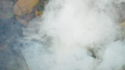 White smoke from burning dry leaves Stock-Footage 246469080