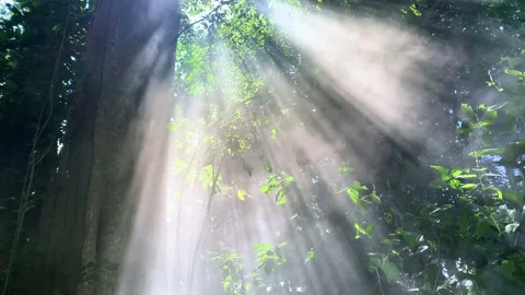White smoke floating in the forest , Beams of sunlight penetrated from the tops Stock Footage 169694797