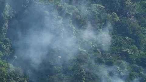 White smoke passing through forest trees Stock Footage 280375851