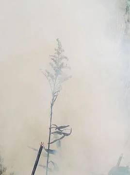 White smoke Stock Photos
