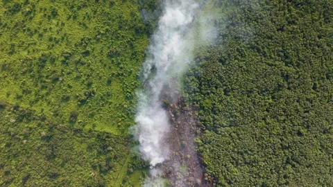 White smoke rises from a burning forest floor Stock Footage 332605144