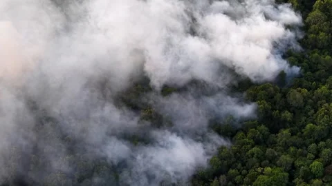 White smoke rises from burning forest canopy Stock-Footage 333354505