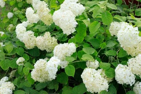 White Smooth Hydrangea Annabelle Flowers Surrounded by Lush Green Leaves Stock Photos