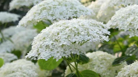 White smooth hydrangea shrub Stock Footage 157591294