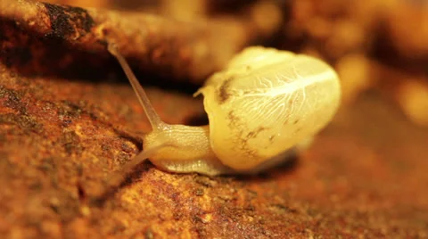 White snail #4 Stock Footage 35729425