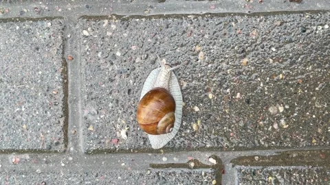 A white snail with a brown shell crawls along the asphalt tile during the rain Stock Footage 312932800