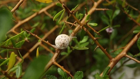 White snail crawling Stock Footage 106291221
