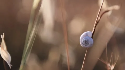 White snail on the dry grass at sunset. Stock Footage 139106267