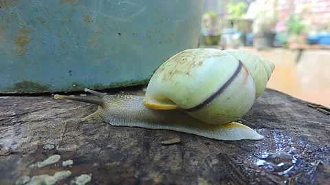 White snail Stock-Footage 279084738