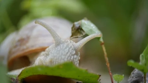 White snail on a green leaf of grass Stock Footage 108715710