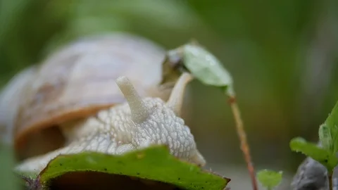 White snail on a green leaf of grass 動画素材 109210966