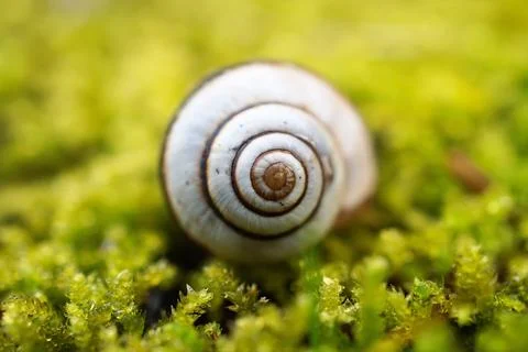 White snail on the leaf Stock Photos