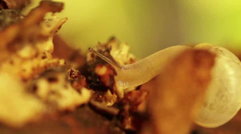 White Snail Macro Shot Stock Footage 36352540