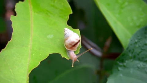 A white snail mollusk walks on the surface of a green leaf Stock Footage 235362104