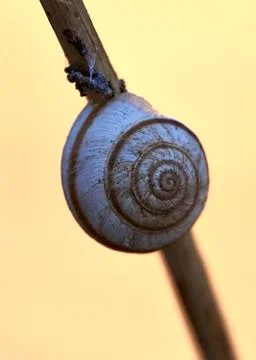 A white snail in the nature Stock Photos