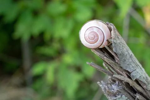 White Snail Shell on Dead Broken Branch Stock Photos