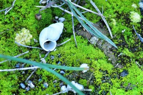 White snail shell on moss on the ground Stock Photos