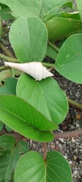 White snail shell Stock Photos
