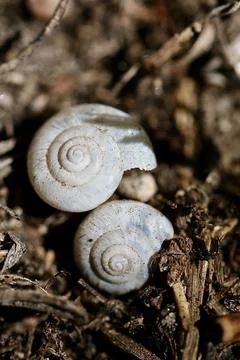 White Snail Shells Macro on Forest Floor Texture Stock Photos