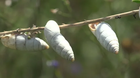 White Snail Shells Swaying on Dry Meadow Stem Macro Shot Stock Footage 334086618