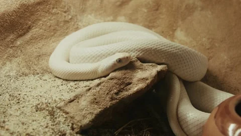 White Snake Coiled in Terrarium 動画素材 305703415