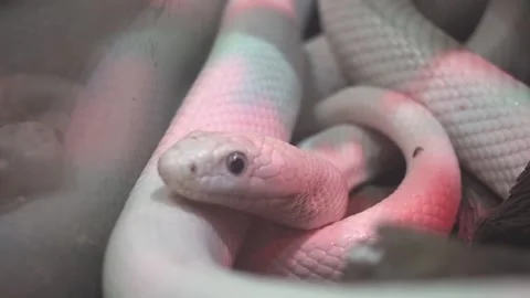 A white snake curled up in a ball Stock Footage 163507275