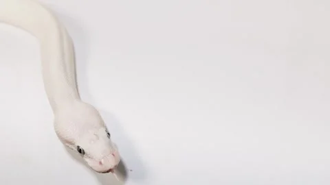 White Snake Slithering Across Clean White Studio Background Stock Footage 324688573