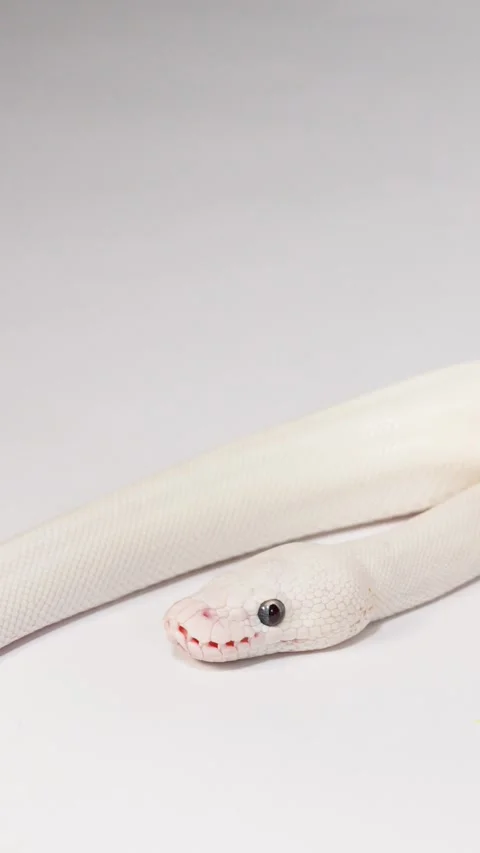 White Snake Slithering Across Minimal Studio Background Closeup Video stock 324844792