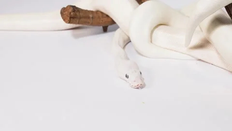 White Snake Slithering on Branch in Studio Closeup Video stock 324685419